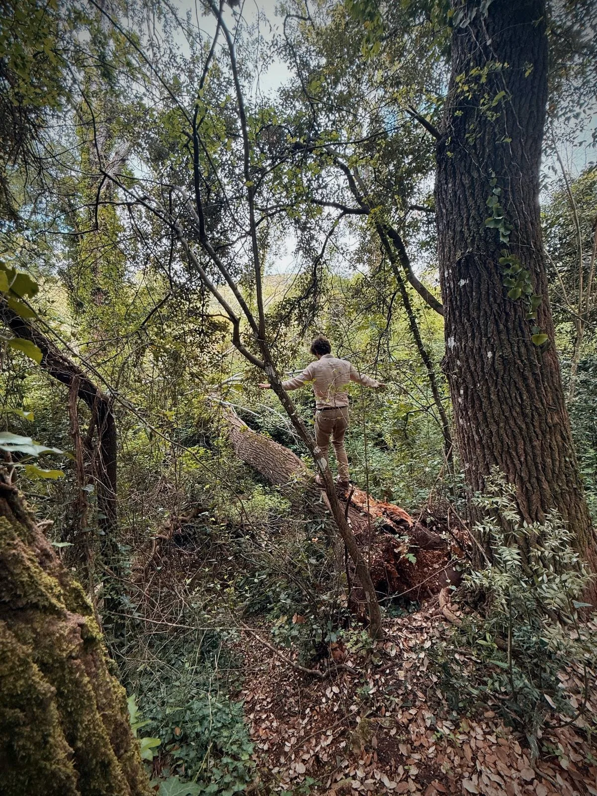 Forest landscape